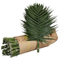 Chamaedorea Chico Leaf Per Bunch 30cm