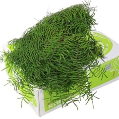 Gleichenia Dicarpa Per Bunch 15cm