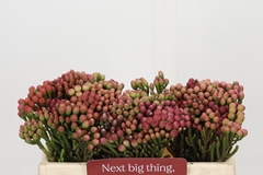 Brunia Laevis Red 35cm