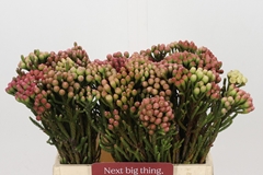 Brunia Laevis Red 40cm