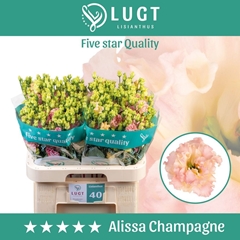 Eustoma Double Alissa Champagne 70cm
