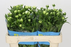 Ranunculus Butterfly Graces 50cm 20gr.