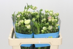 Ranunculus Butterfly Ariadne 50cm 25gr.