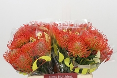 Leucospermum Succession 40cm
