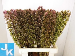 Eucomis Sparkling Burgundy 70cm
