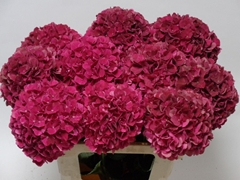 Hydrangea Pink Ruby 60cm 16-18cm Hd