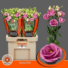 Eustoma Double Rosita Rose Pink 70cm