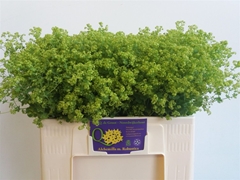 Alchemilla Mollis Robustica 55cm