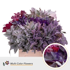 Quercus Palustris Painted Frost Mix 60cm