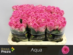 Rosa Aqua! 60cm