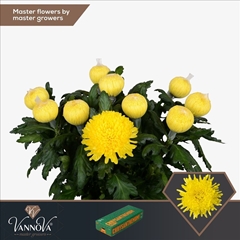 Chrysanth Single Pjotr 70cm 105gr.
