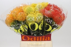 Leucospermum Mix 50cm