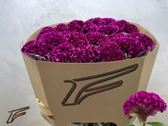 Celosia Mystic 80cm