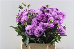 Dahlia Genova 45cm