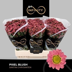 Chrysanth Santini Pixel Blush 55cm 36gr.