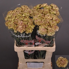 Dianthus Single Lady Kiss Marrone 60cm