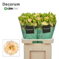 Eustoma Double Alissa Champagne 70cm