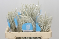 Amaranthus Lividus Yearming Desert 50cm