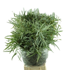 Eucalyptus Nicholii Per Bunch 70cm 300gr.
