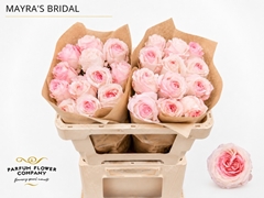 Rosa Garden Mayra Bridal 50cm