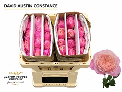 Rosa David Austin Constance 50cm