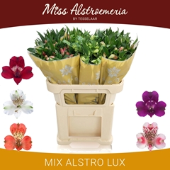 Alstroemeria Mix 75cm 60gr.