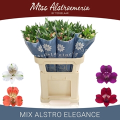 Alstroemeria Mix 75cm 50gr.