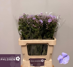 Phlox Butterfly 60cm
