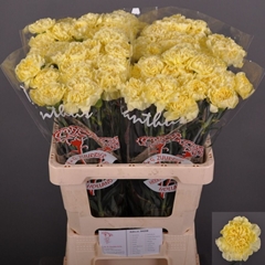 Dianthus Single Kiro 60cm