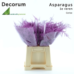 Asparagus Setaceus Painted Cerise 45cm