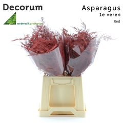 Asparagus Setaceus Painted Red 45cm