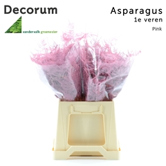 Asparagus Setaceus Painted Pink 45cm