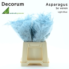 Asparagus Setaceus Painted Light Blue 45cm