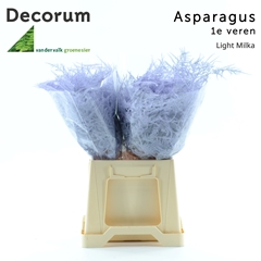 Asparagus Setaceus Painted Light Milka 45cm