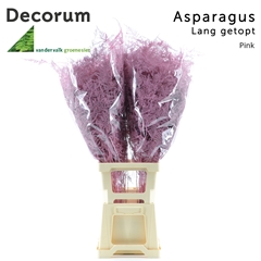 Asparagus Setaceus Painted Pink 85cm