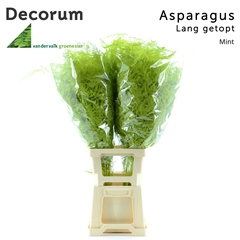 Asparagus Setaceus Painted Mint 85cm