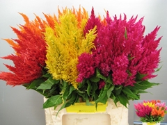 Celosia Plumosa Mix 50cm
