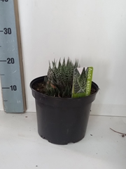 Aloe Mix 21Ø 23cm