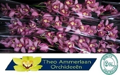 Cymbidium Cynthia 60cm