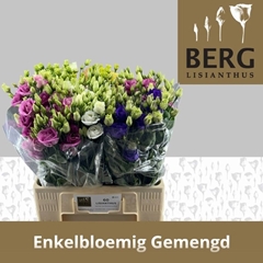 Eustoma Single Mix 65cm