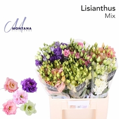 Eustoma Single Mix 60cm