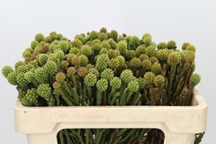 Brunia Fragarioides 50cm