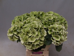 Hydrangea Lolly Pop Classic 60cm 14-16cm Hd