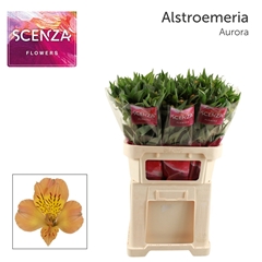 Alstroemeria Aurora 75cm 50gr.