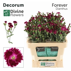 Dianthus Lilliput Forever 60cm