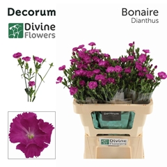 Dianthus Raffine Bonaire 60cm