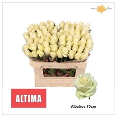 Rosa Albatros 70cm
