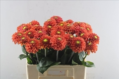 Dahlia Orange Fox 60cm