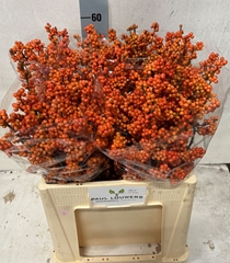 Ilex Verticillata Winter Gold 60cm