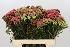 Brunia Laevis Red 60cm